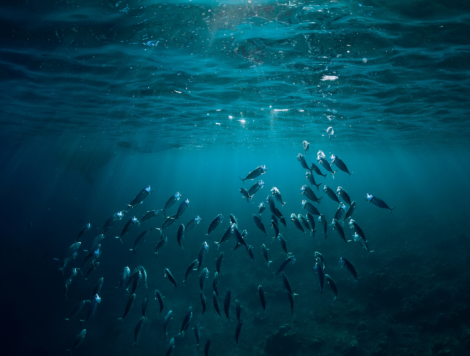 Comme un poisson dans l’eau – Edito Mars 2020