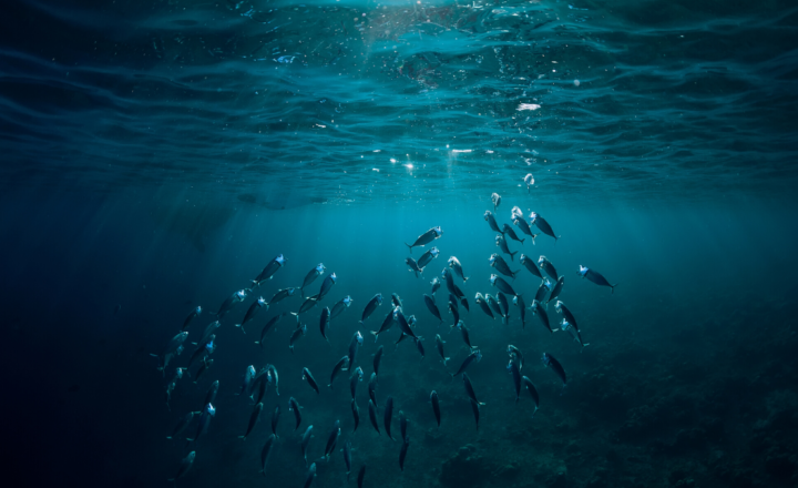 Comme un poisson dans l’eau – Edito Mars 2020