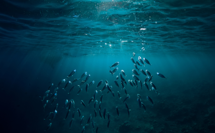 Comme un poisson dans l’eau – Edito Mars 2020