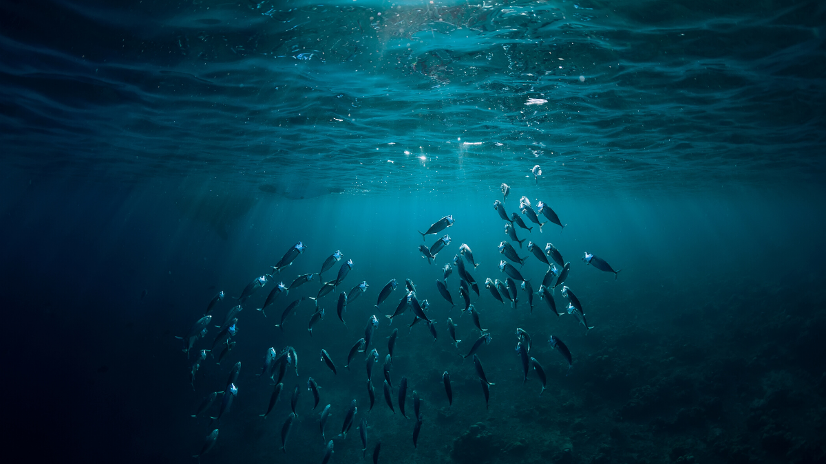 Comme un poisson dans l’eau – Edito Mars 2020